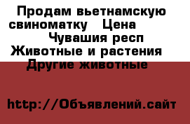 Продам вьетнамскую свиноматку › Цена ­ 10 000 - Чувашия респ. Животные и растения » Другие животные   